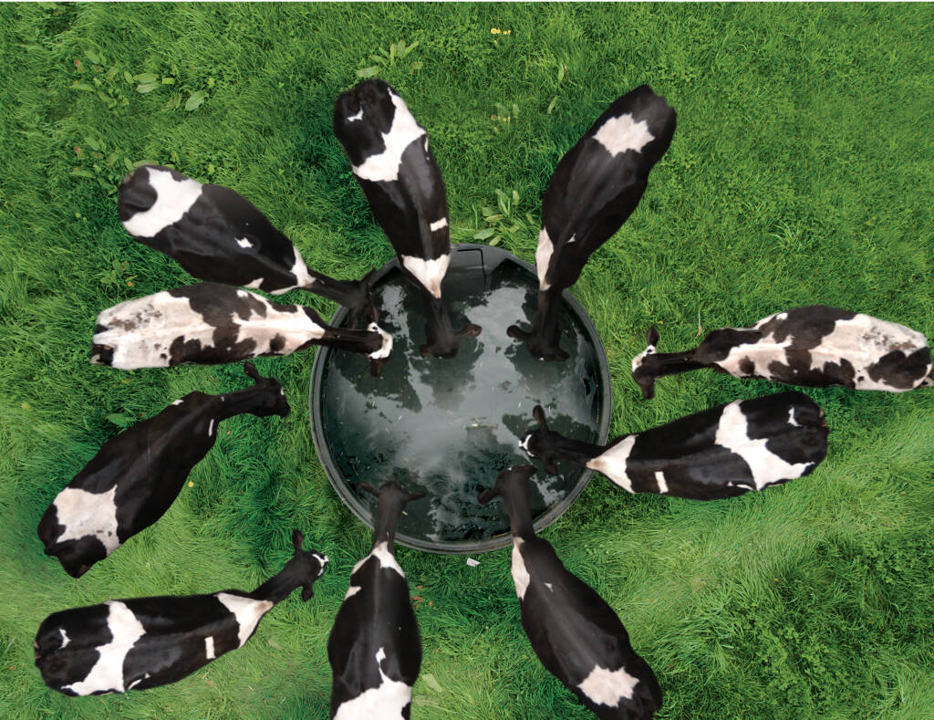Keeping dairy and beef cattle hydrated during turnout