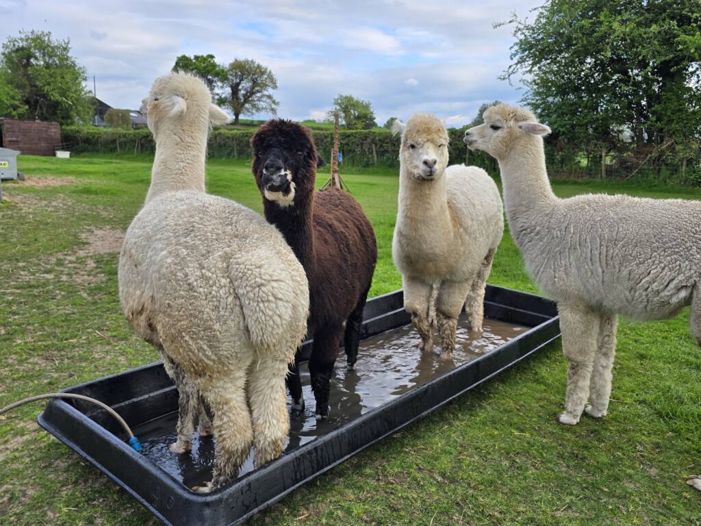Autumn livestock preparation: 5 jobs to tackle before winter housing